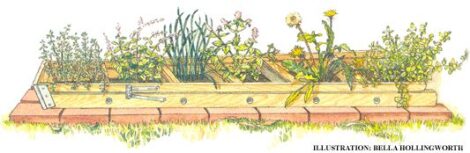 Home Remedies: Small-Scale Herb Farming Image